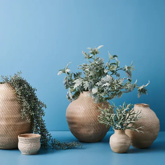 Senecio Hanging Bush 105 cm