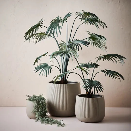 Senecio Hanging Bush 105 cm