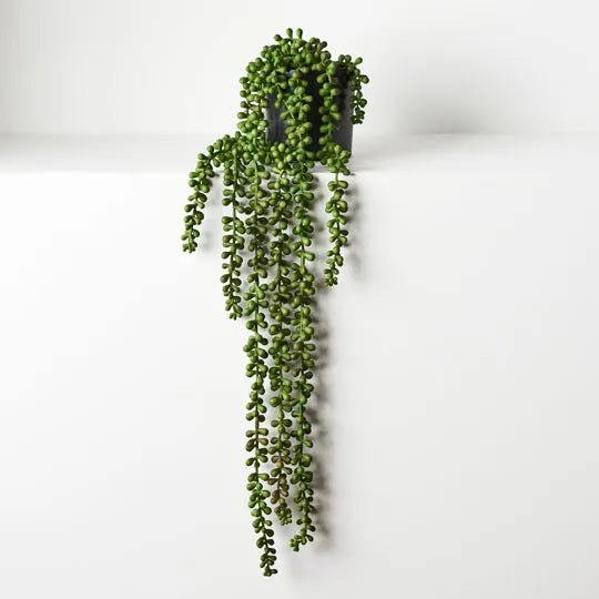 String of Pearls Hanging Bush 70 cm