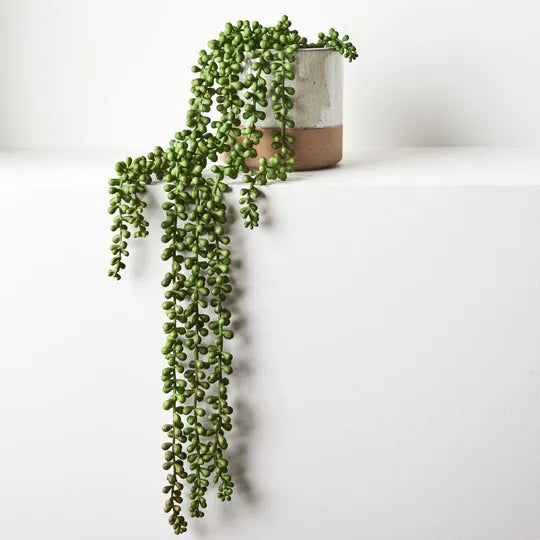 String of Pearls Hanging Bush 70 cm
