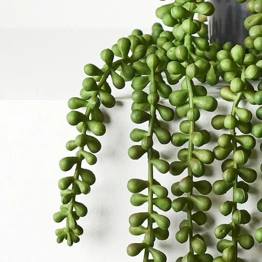 String of Pearls Hanging Bush 70 cm