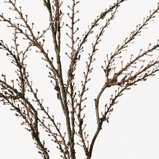 Twig Coral Spray 86 cm