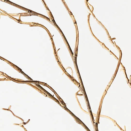 Twig Curly Willow Spray 144 cm