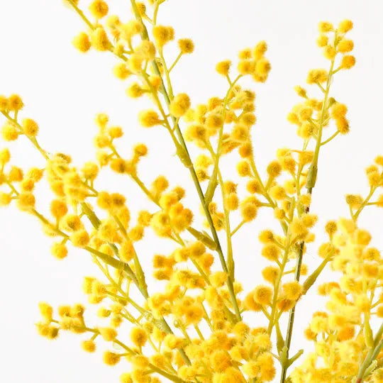 Wattle Bush 48 cm