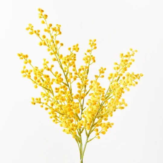 Wattle Bush 48 cm
