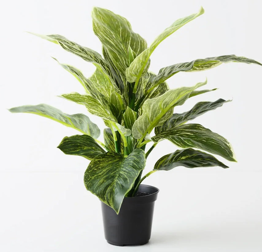 Plants and Flowers