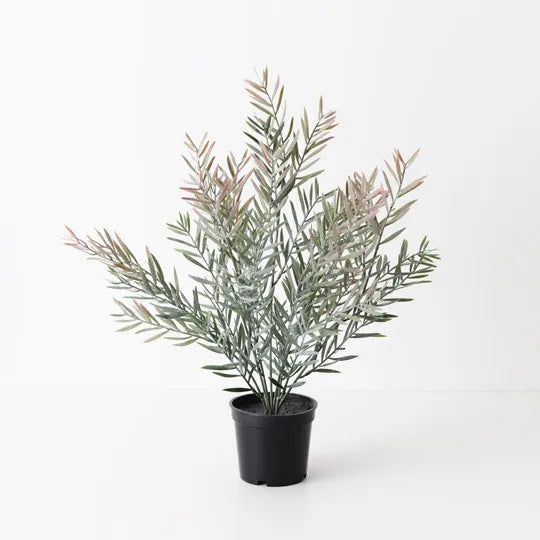 Acacia Leaf Bush 43 cm