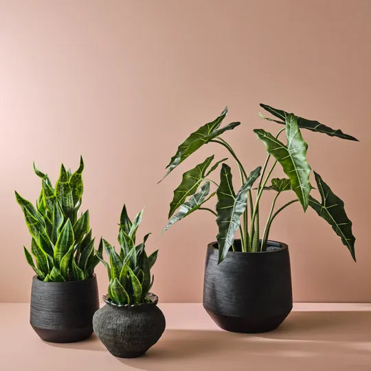 Alocasia Plant 120 cm