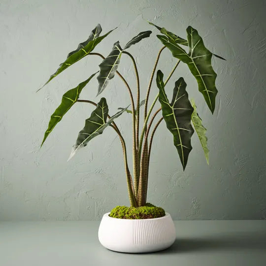 Alocasia Plant 120 cm
