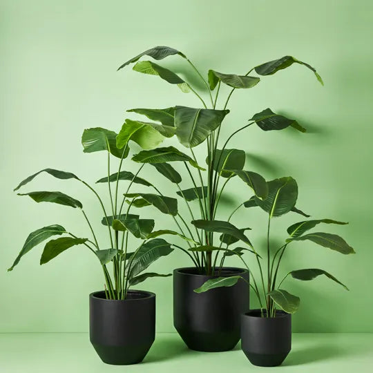 Bird of Paradise Plant 180 cm