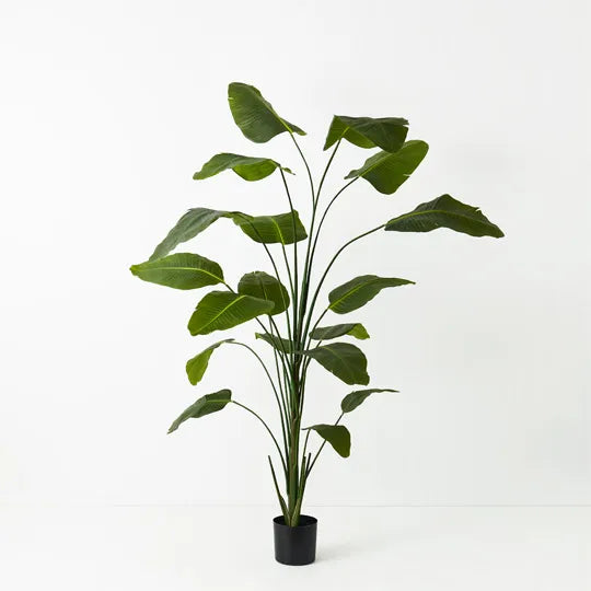 Bird of Paradise Plant 240 cm