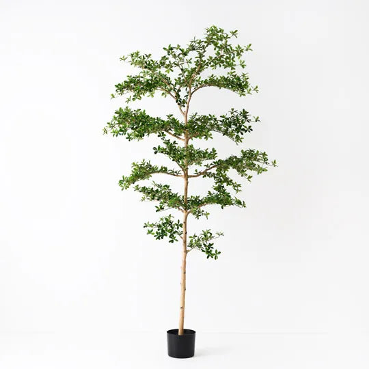 Black Olive Tree 243 cm