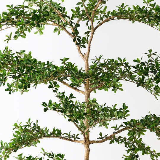 Black Olive Tree 243 cm
