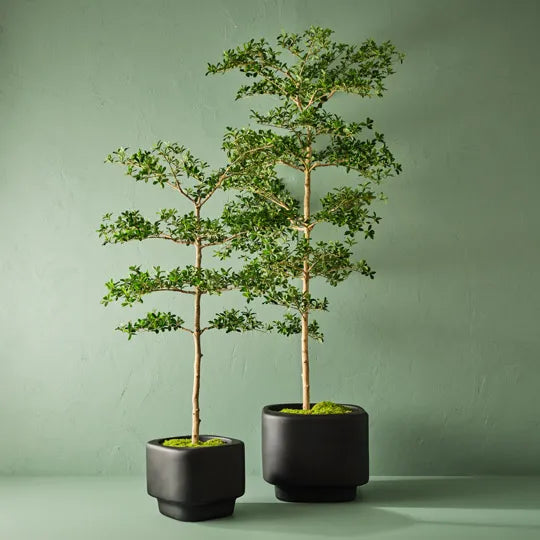 Black Olive Tree 243 cm