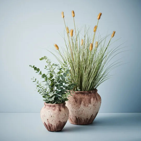 Bunny Tail Grass Plant 80 cm