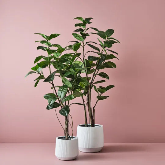 Dune Franco Pot