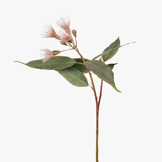 Eucalyptus Flowering 53 cm