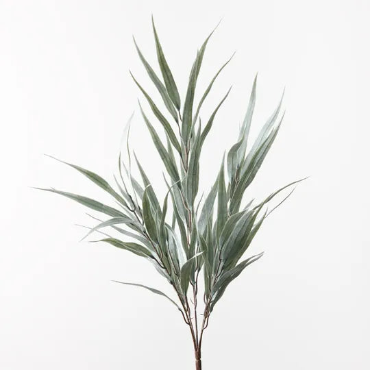 Eucalyptus Long Leaf Bush 55 cm