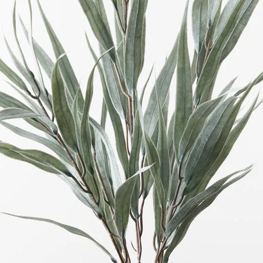 Eucalyptus Long Leaf Bush 55 cm
