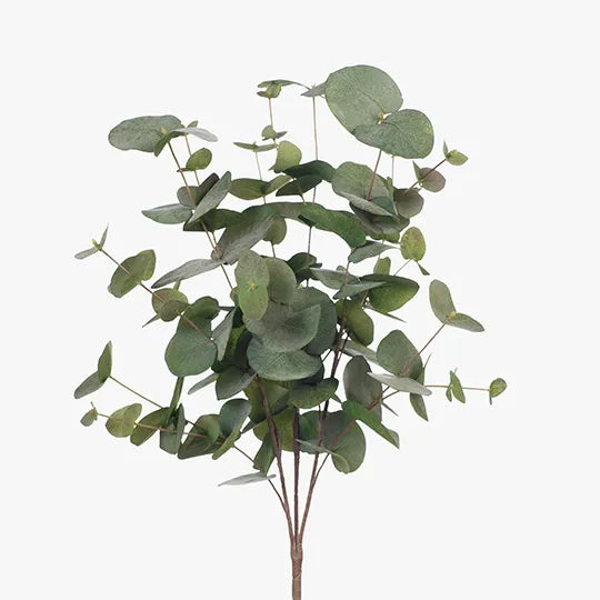 Eucalyptus Silver Dollar Bush 55 cm