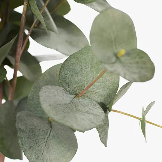 Eucalyptus Silver Dollar Bush 55 cm