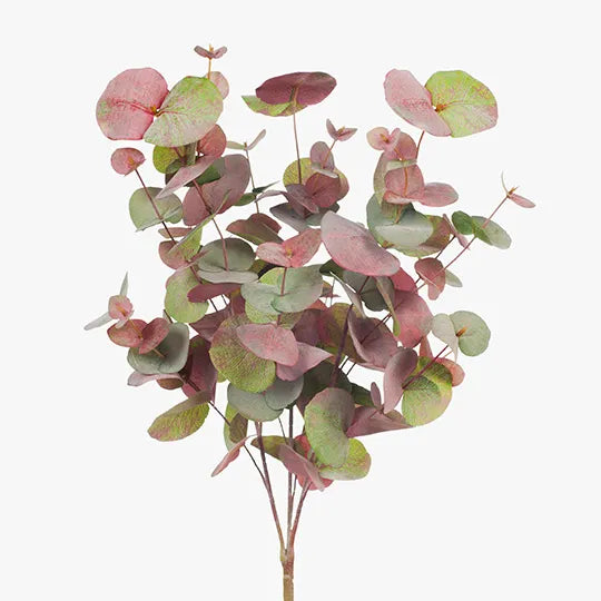 Eucalyptus Silver Dollar Bush 55 cm