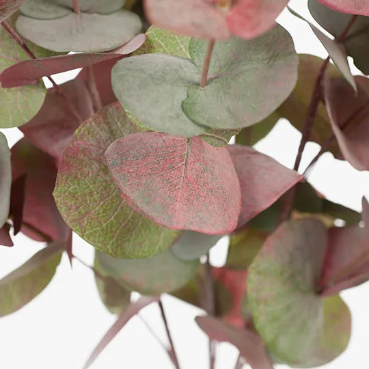 Eucalyptus Silver Dollar Bush 55 cm