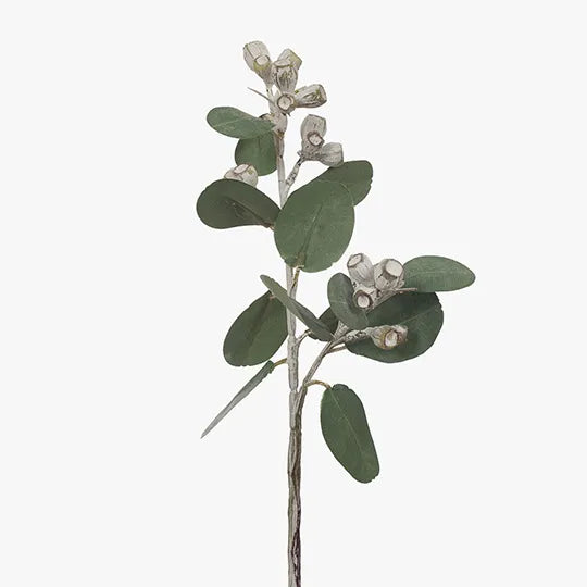 Eucalyptus Tetragona 41 cm