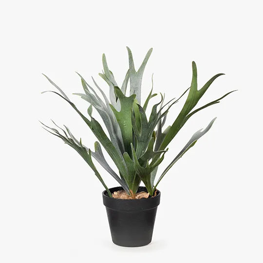 Fern Staghorn Plant 40 cm | Sunset Home Living
