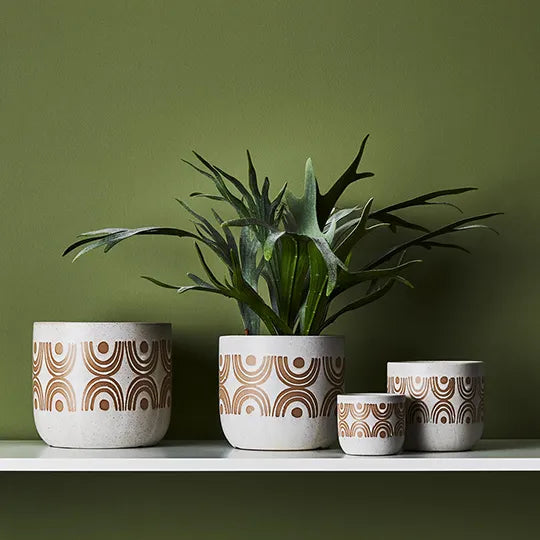 Fern Staghorn Plant 40 cm | Sunset Home Living