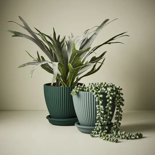 Fern Staghorn Plant 40 cm | Sunset Home Living