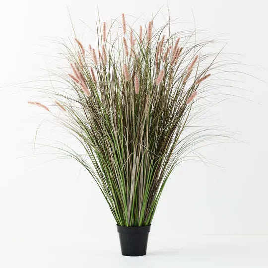 Foxtail Grass Plant 116 cm