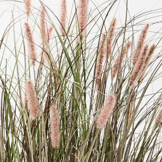 Foxtail Grass Plant 116 cm