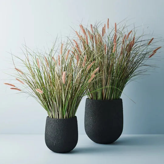 Foxtail Grass Plant 116 cm