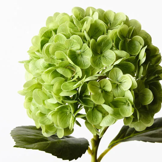 Hydrangea 49 cm
