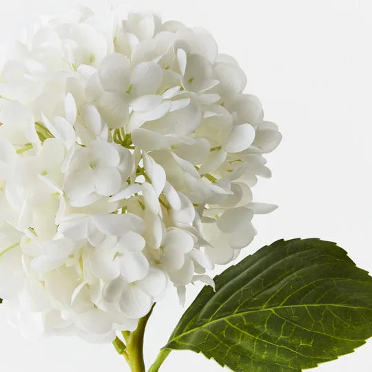Hydrangea 49 cm
