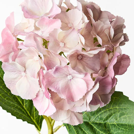 Hydrangea 52 cm