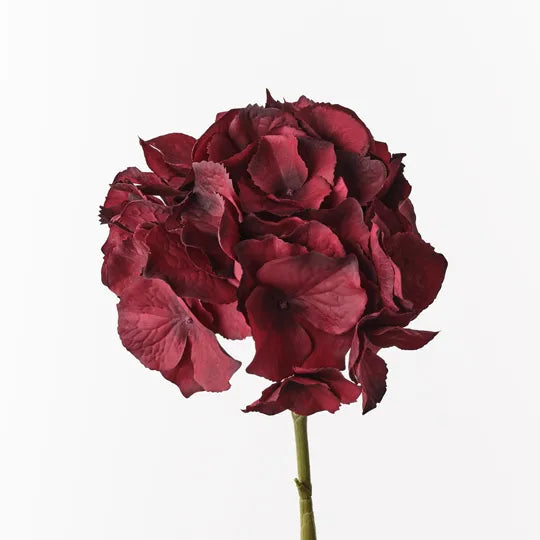 Hydrangea 62 cm