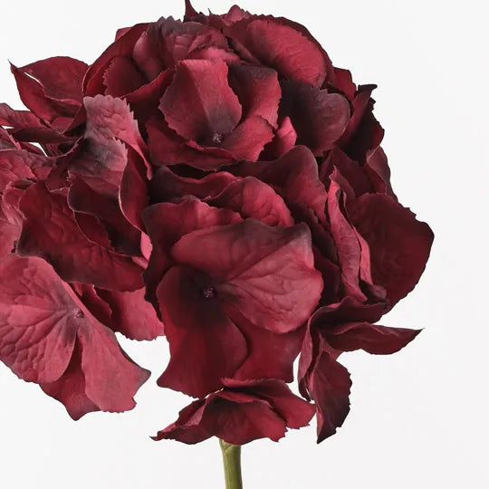 Hydrangea 62 cm