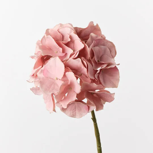 Hydrangea 62 cm