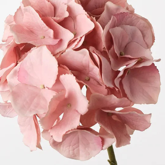 Hydrangea 62 cm