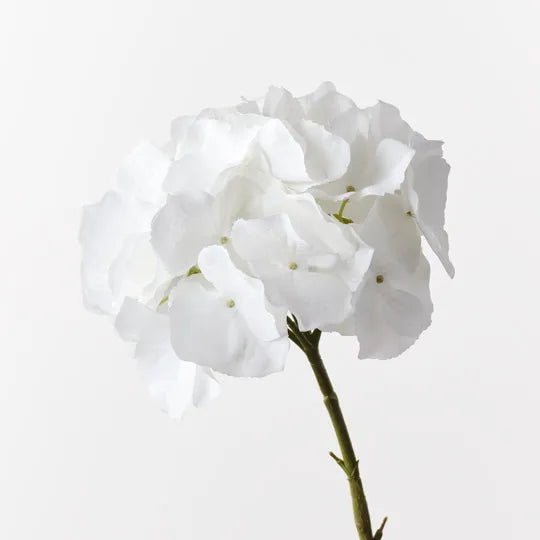 Hydrangea 62 cm
