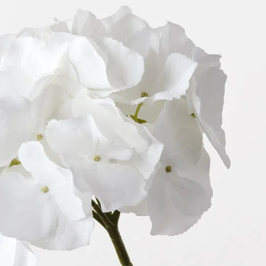 Hydrangea 62 cm