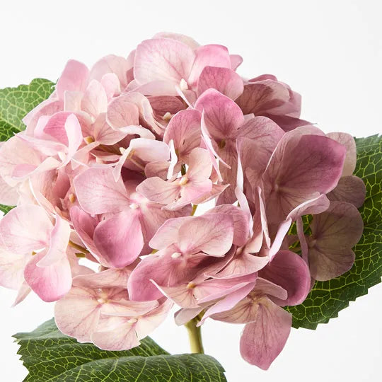 Hydrangea 63 cm