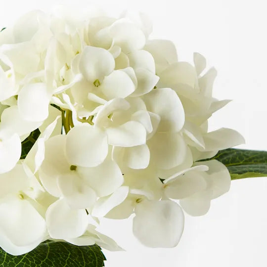 Hydrangea 63 cm