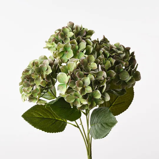 Hydrangea Bush 50 cm