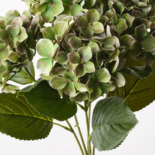 Hydrangea Bush 50 cm