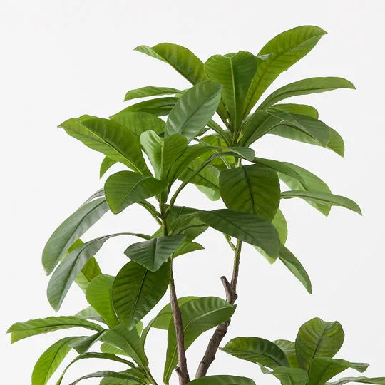 Loquat Tree 183 cm