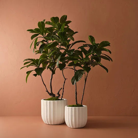 Loquat Tree 183 cm