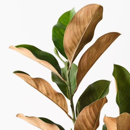 Magnolia Leaf Spray 110 cm